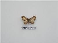 藏品(尺蛾558)的圖片